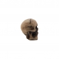 Preview: Tim Holtz idea-ology - Skulls