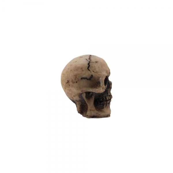 Tim Holtz idea-ology - Skulls