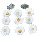 Brads - White Daisy